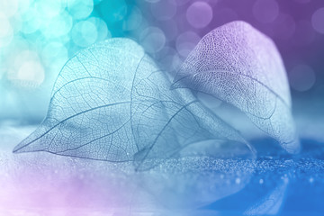 Beautiful tender abstract macro. Transparent skeleton leaf on a colorful pastel bokeh background....