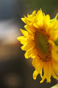 合弁花 Images Browse 4 Stock Photos Vectors And Video Adobe Stock