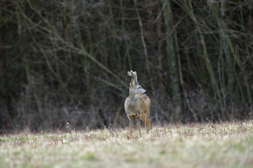 Portrait of a roe deer with growing antlers close up on a meadow