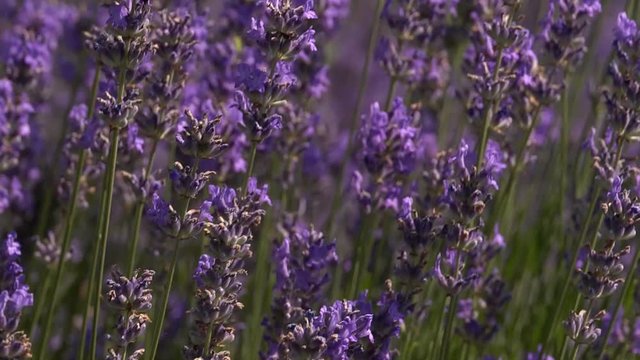 Close up of violet lavenders flowers with insects, bees and butterfly looking for nectar