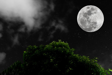 Fototapeta na wymiar Full moon over tree and blur cloud with many real stars in the dark night.