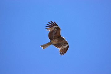 肉食の野鳥
