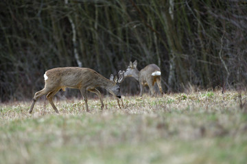 Naklejka na ściany i meble Roe deer with growing antlers comes out to the pasture at the edge of the forest