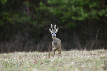 Portrait of a roe deer with growing antlers close up on a meadow