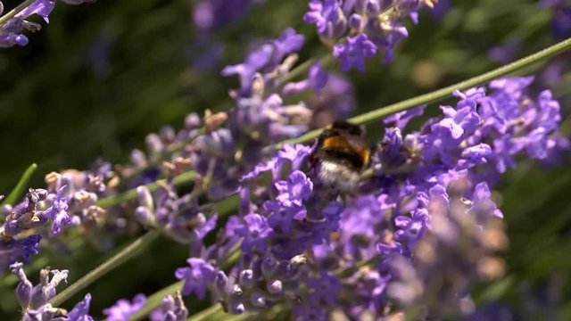 Close up of violet lavenders flowers with insects, bees and butterfly looking for nectar