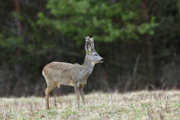 Portrait of a roe deer with growing antlers close up on a meadow