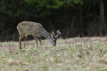 Roe deer with growing antlers walking  on the meadow in spring