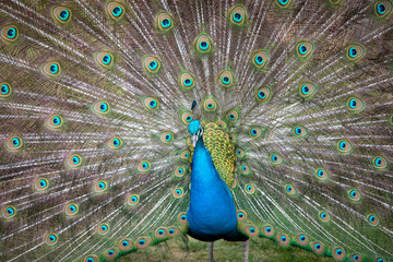Obraz premium Indian peacock displaying its train 