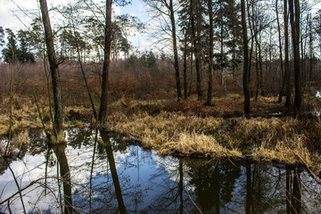 Fototapeta na wymiar Beautiful lake. Trees are reflected in the water. Lake in a beautiful forest. Background.