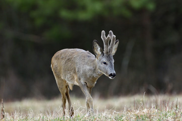 Portrait of a roe deer with growing antlers close up on a meadow