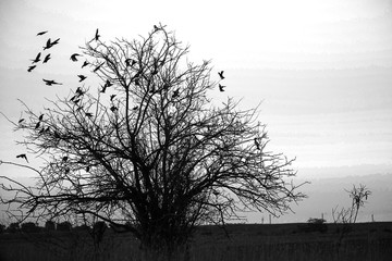 черно белое фото дерево в поле вокруг летают птицы