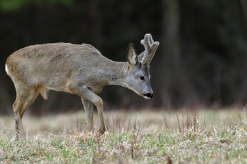 Roe deer with growing antlers walking  on the meadow in spring