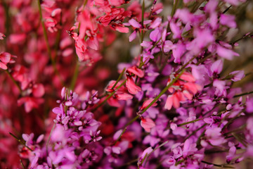 a variety of flowers.Bouquet . close up.
