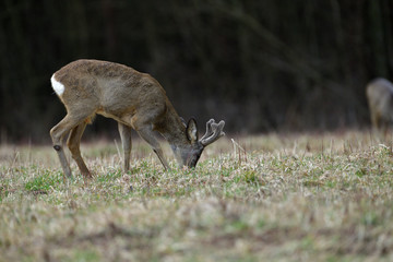 Roe deer with growing antlers with fresh grass in mouth on meadow