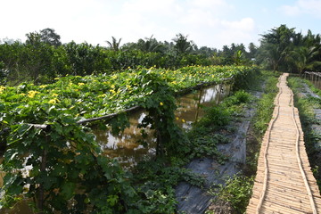 Life and Nature in Mekong Delta