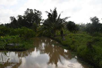 Life and Nature in Mekong Delta