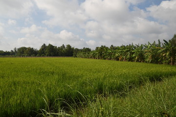 Obraz premium Life and Nature in Mekong Delta
