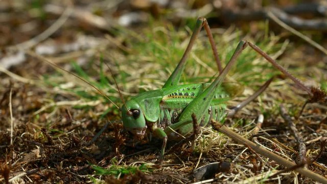 Wart-biter (Decticus verrucivorus) grasshopper green cricket
