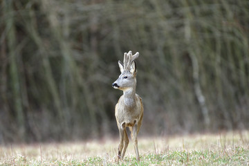 Roe deer with growing antlers in spring looks at horizon on meadow