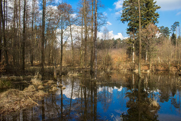 Beautiful lake. Trees are reflected in the water. Lake in a beautiful forest. Background.