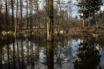 Beautiful lake. Trees are reflected in the water. Lake in a beautiful forest. Background.