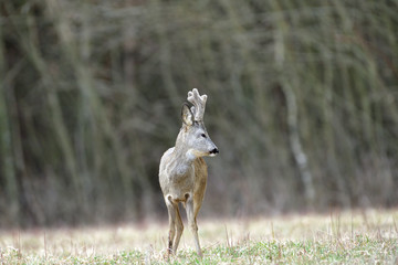 Roe deer with growing antlers in spring looks at horizon on meadow