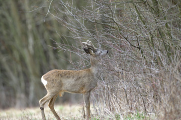 Roe deer with antlers in the spring gnaws the bark of bushes from hunger