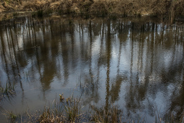 Beautiful lake. Trees are reflected in the water. Lake in a beautiful forest. Background.