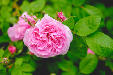 a variety of flowers.Bouquet . close up.