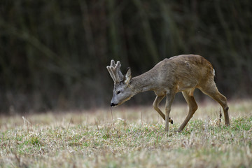 Roe deer with growing antlers walking  on the meadow in spring