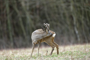 Roe deer with growing antlers gets rid of parasites by tongue on the body
