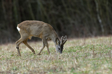 Roe deer with growing antlers walking  on the meadow in spring