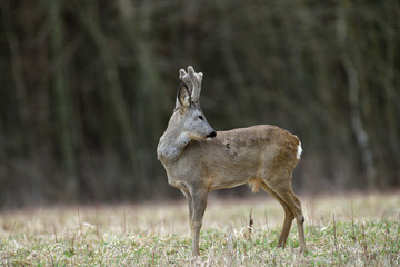 Roe deer with growing antlers gets rid of parasites by tongue on the body