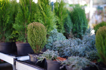 Verschiedene pflanzen im Garten 