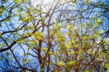 Fresh green leaves of a tree against the background of blue sky and shining sun. Spring in the forest.