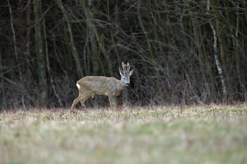 Roe deer with growing antlers in spring looks at horizon on meadow