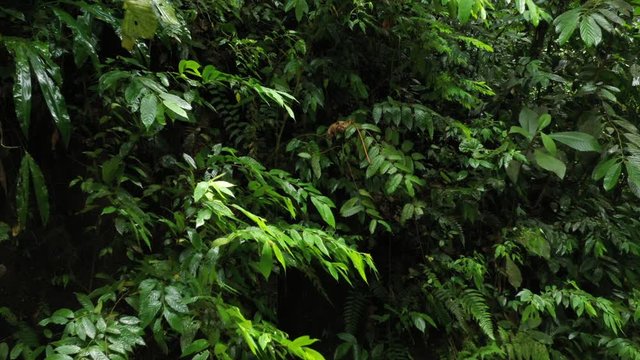 Dark and light green leaves in a tropical forest that are moving up and down in the wind
