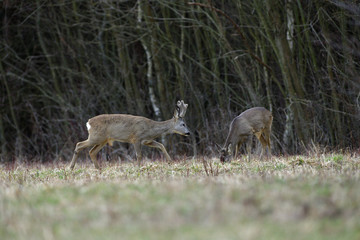 Roe deer with growing antlers in spring looks at horizon on meadow