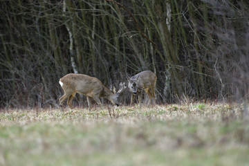 Roe deer with antlers in the spring gnaws the bark of bushes from hunger