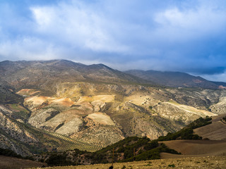 Fototapeta premium Dramatic landscape with endless olive gardens near Granada in Spain