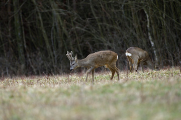 Roe deer with growing antlers in spring looks at horizon on meadow