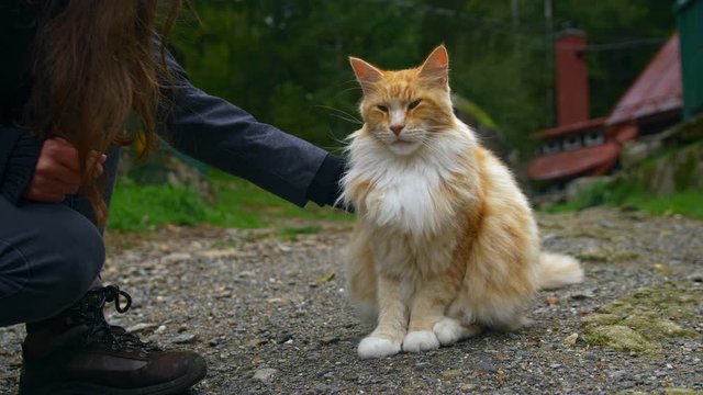 Girl petting furry Maine Coon cat outdoor at a mountain cottage