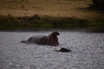 Fototapeta premium safari