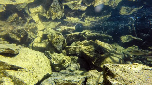 Common Rudd (Scardinius Erythrophthalmus) shoal underwater in a quarry pool