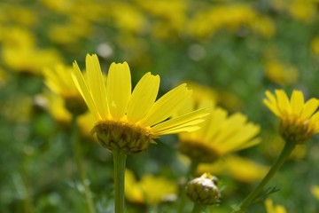 Beautiful, yellow, flowers, nature, background