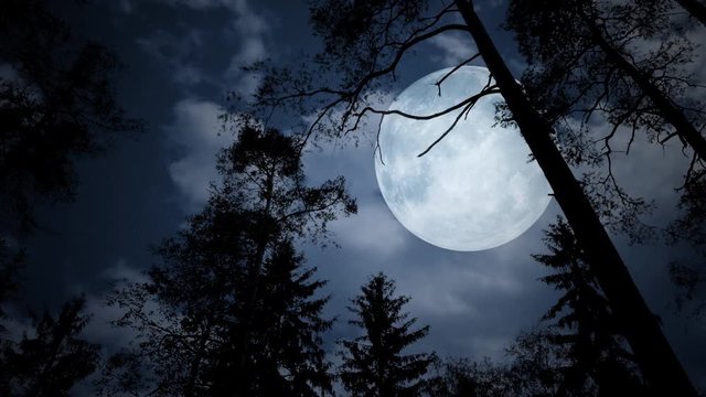Full moon behind tree branches on a cloudy night. Overhead at giant moon shining on silhouettes of trees during a walk.