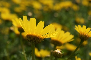 Beautiful, yellow, flowers, nature, background