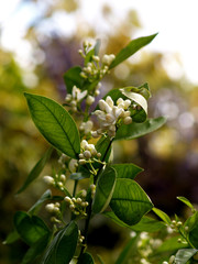 unopened blossoms an branch of orange tree