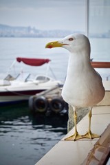 Seagull by the boat