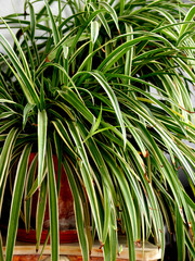 green cloropphytum in a pot at garden